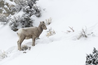 Bighorn Sheep (Ovis canadensis) young in snowy countryside, Yellowstone National Park, Wyoming, USA