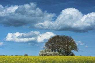 Cloud formation over blooming field of rapeseed (Brassica napus), Ruegen Island,