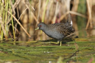 Australian Crake (Porzana fluminea) foraging, Victoria, Australia