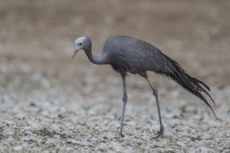 Blue Crane (Grus paradisea), Namibia