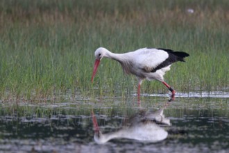 White Stork (Ciconia ciconia) male foraging, North Rhine-Westphalia, Germany