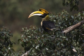 Great Hornbill (Buceros bicornis) male, Manas National Park, Bhutan