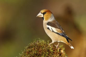 Hawfinch (Coccothraustes coccothraustes) male, North Rhine-Westphalia, Germany