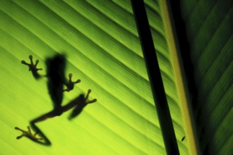 Red-eyed tree frog (Agalychnis callidryas) silhoutte, the most famous frog in Costa Rica and