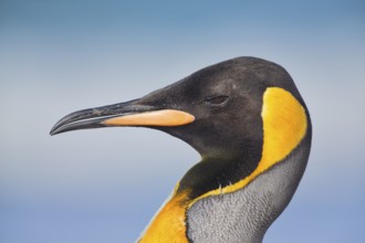 King Penguin (Aptenodytes patagonicus), Saunders Island, Falkland Islands