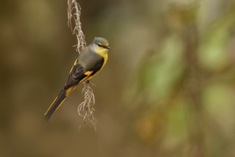 Long-tailed Minivet (Pericrocotus ethologus) female, Uttarakhand, India