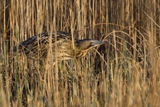Eurasian Bittern (Botaurus stellaris) foraging, Saxony-Anhalt, Germany