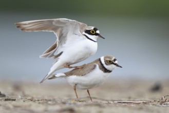 Little Ringed Plover (Charadrius dubius) pair mating, North Rhine-Westphalia, Germany