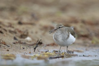 Common Sandpiper (Actitis hypoleucos) foraging, North Rhine-Westphalia, Germany