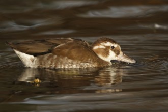White-headed Duck (Oxyura leucocephala) juvenile, North Rhine-Westphalia, Germany