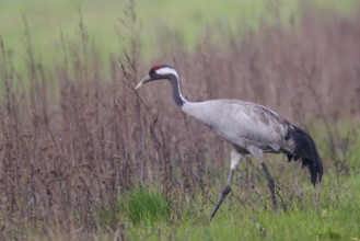 Common Crane (Grus grus) foraging, Poland