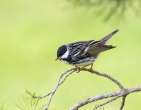A male Blackpoll Warbler, Setophaga striata, perched in a wood near Saskatoon, Canada