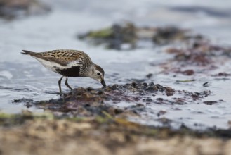 Dunlin (Calidris alpina) foraging on shoreline, Mecklenburg-Western Pomerania, Germany