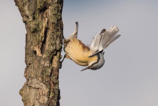 Eurasian Nuthatch (Sitta europaea) spreading wings, Aosta Valley, Italy