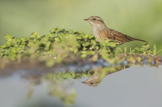 Dunnock (Prunella modularis) at waterhole, Aosta Valley, Italy