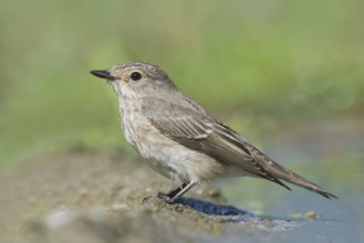 Spotted Flycatcher (Muscicapa striata) at waterhole, Aosta Valley, Italy
