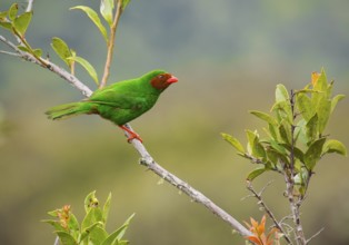 Grass-green Tanager (Chlorornis riefferii), Cusco, Peru