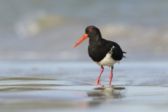 Pied Oystercatcher (Haematopus longirostris) foraging at shoreline, Victoria, Australia