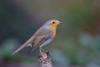 European Robin (Erithacus rubecula) perched on a branch, North Rhine-Westphalia, Germany