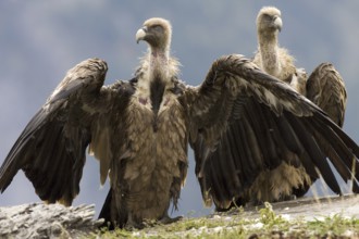 Griffon Vulture (Gyps fulvus), Aragon, Spain