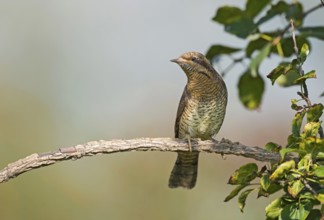 Eurasian Wryneck (Jynx torquilla) perched on a branch, Aosta Valley, Italy