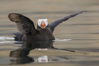 Tufted Puffin (Fratercula cirrhata) swimming on the ocean near the coast of Washington State, USA