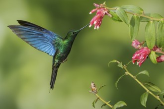 Great Saphirewing (Pterophanes cyanopterus) flying and feeding at a flower in the mountains of
