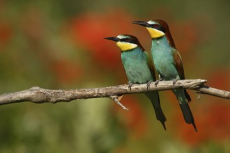 European Bee-eater (Merops apiaster) pair, Piedmont, Italy