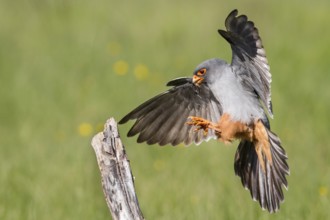 Red-Footed Falcon (Falco vespertinus), adult male landing on a branch, Galicia, Spain