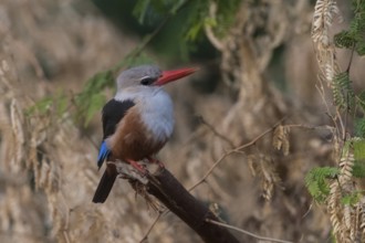Grey-headed Kingfisher (Halcyon leucocephala), Cape Verde