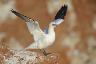 Northern Gannet (Morus bassanus), Schleswig-Holstein, Germany