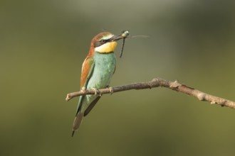 European Bee-eater (Merops apiaster) perched on a branch with dragonfly in beak, Serbia