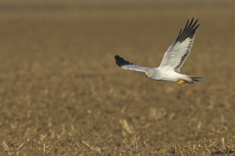 Hen Harrier (Circus cyaneus) male flying, Rhineland-Palatinate, Germany