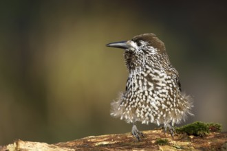 Very tame Spotted Nutcracker wintering in an urban area in Wageningen in the Netherlands