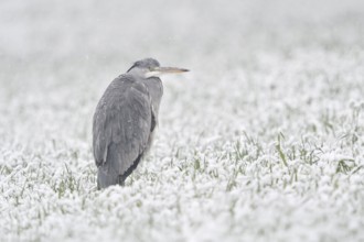 Grey Heron (Ardea cinerea) on snowy field, North Rhine-Westphalia, Germany