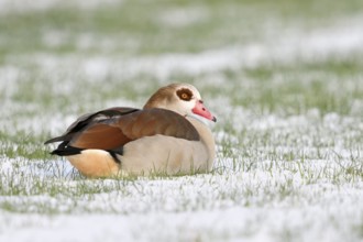 Egyptian Goose (Alopochen aegyptiaca) on snowy field, North Rhine-Westphalia, Germany