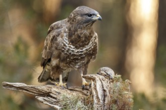 Common Buzzard (Buteo buteo), perched on a branch, Castile and Leon, Spain