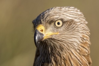 Black Kite (Milvus migrans), Madrid, Spain