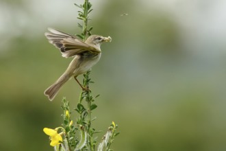 Willow Warbler (Phylloscopus trochilus) perched on a branch with food in its beak, Mecklenburg