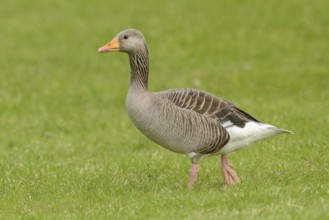 Greylag Goose (Anser anser) on field, Iceland
