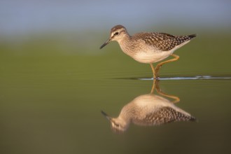 Wood Sandpiper (Tringa glareola) foraging, Poland