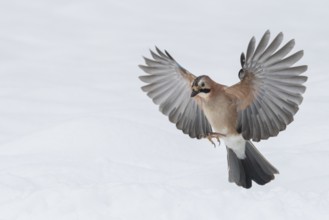 Eurasian Jay (Garrulus glandarius) flying, Lower Saxony, Germany