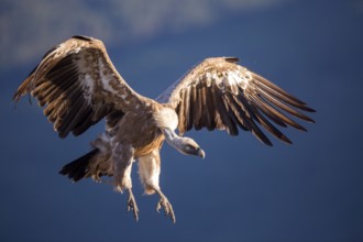 Griffon Vulture (Gyps fulvus) in field, Madrid, Spain