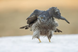 Northern Goshawk (Accipiter gentilis) perched on a snowy ground, Poland