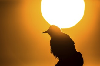 Spotless Starling (Sturnus unicolor), Extremadura, Spain