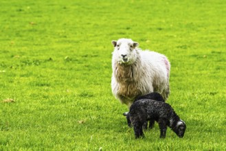 Sheep and farm in Lake District National Park, Coniston Water, Cumbria, England, United Kingdom