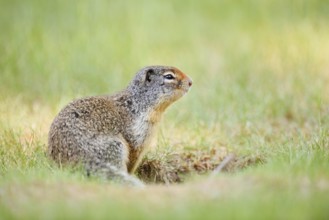 Columbia ground squirrel (Urocitellus columbianus, Spermophilus columbianus) under construction,