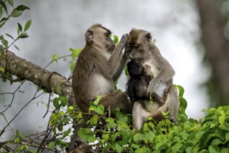 Javanese monkey (Macaca fascicularis), lurking and suckling, Kota Kinabatangan, Sabah, Malaysia