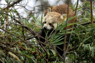 Western Red panda (Ailurus fulgens), feeding on bamboo, Singalila National Park, Gairibas, Jamuna,