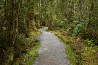 A narrow forest path winds its way through dense vegetation and tall trees, summer, Lake Matheson,